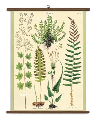  Ferns  School Chart